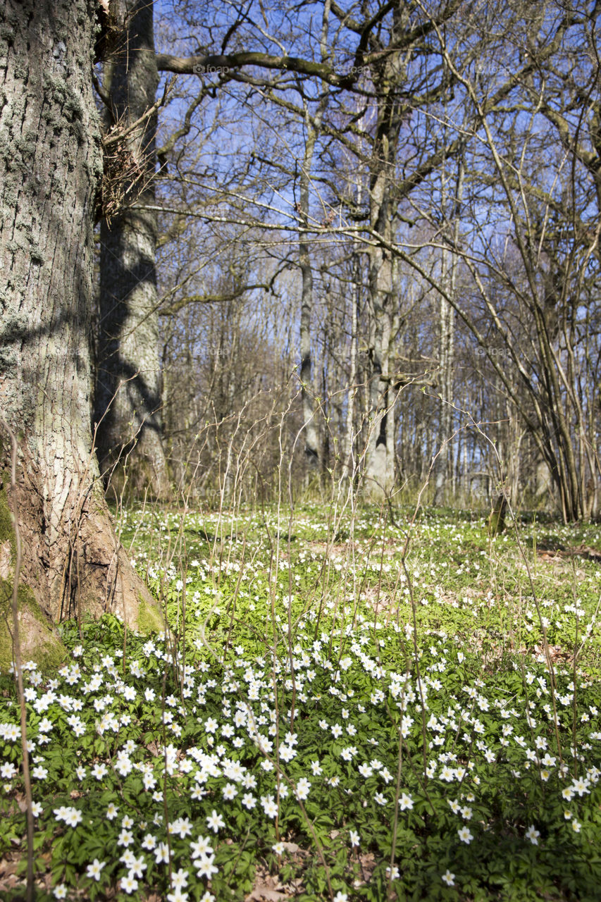 Wildflowers growing in forest