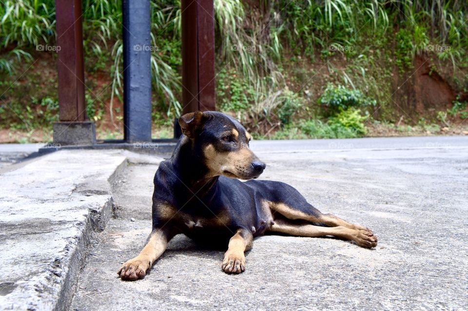 Sri Lankan K9 