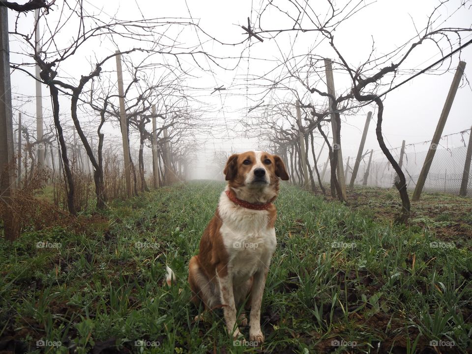 Fog and dog