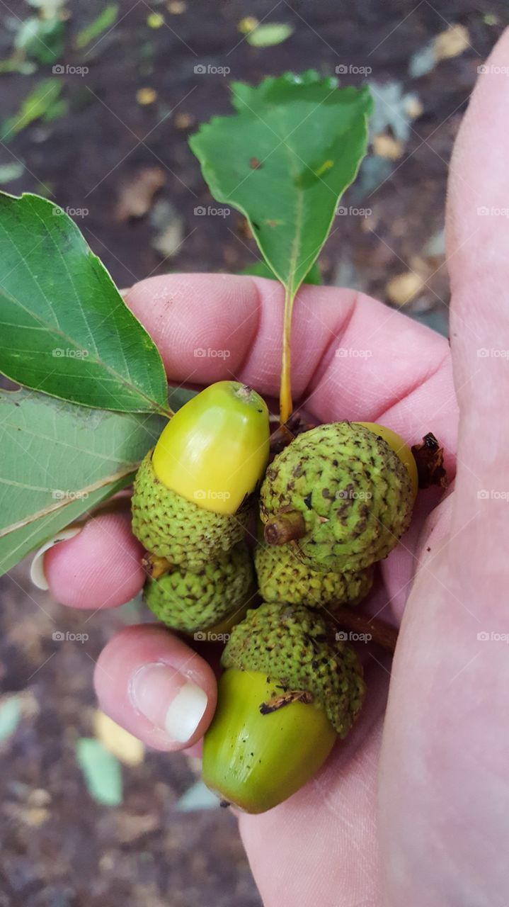 Acorns gathered up from the forest floor during a walk in the forest.