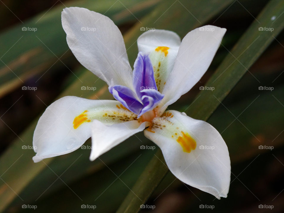 white flower with purple and yellow