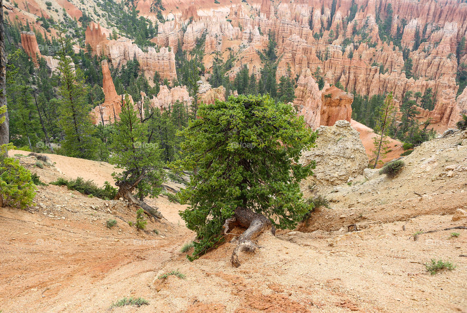 Tree in Bryce Canyon 