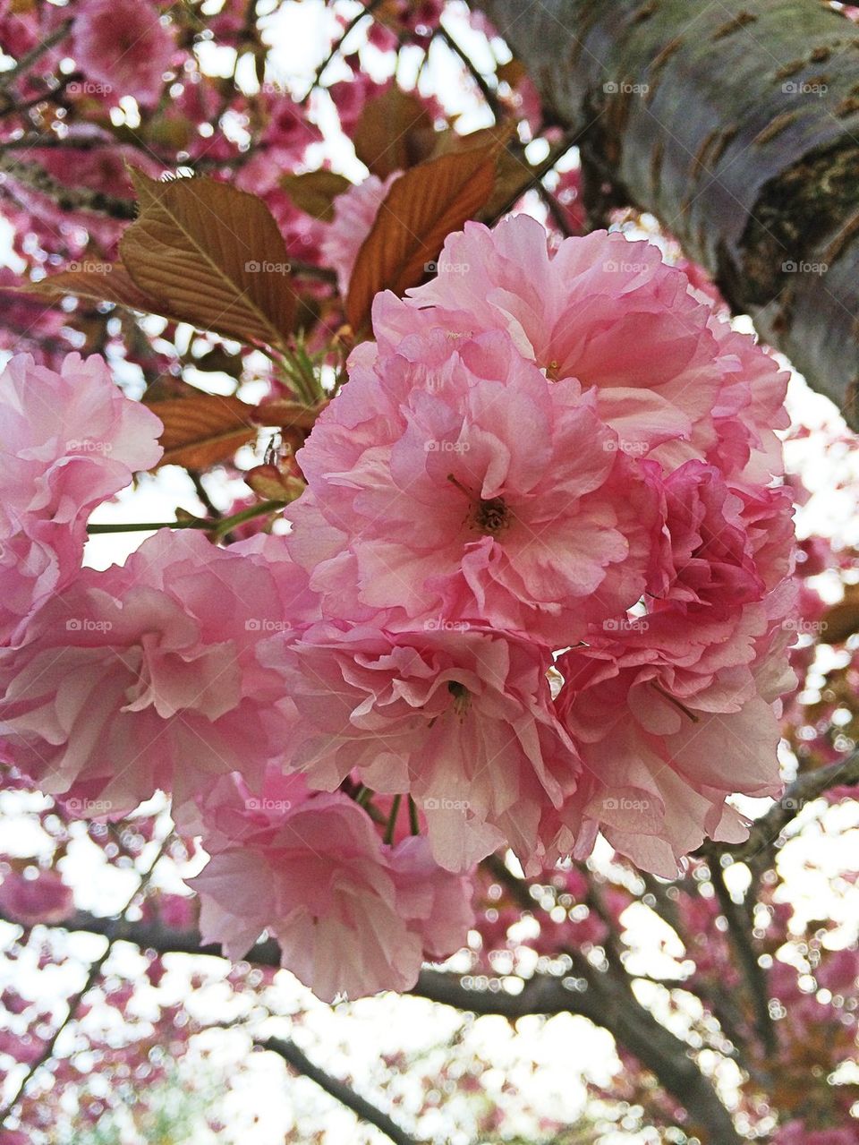 Flower blossoms