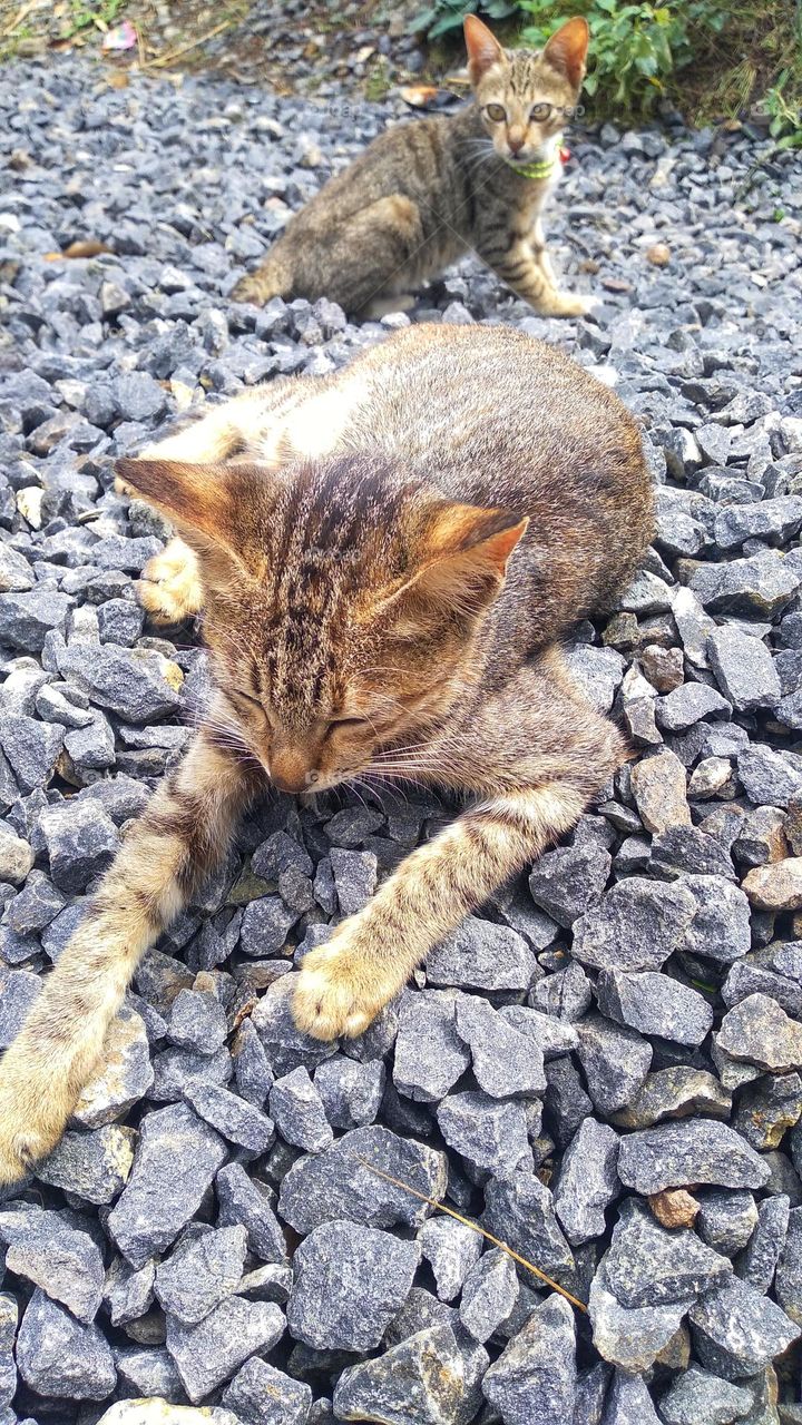 Kitten on small rocks