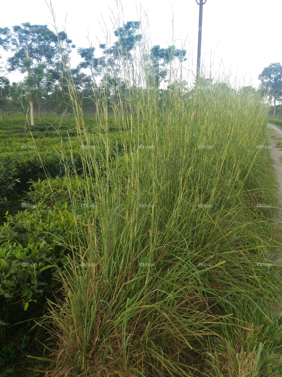 Centronila Grass