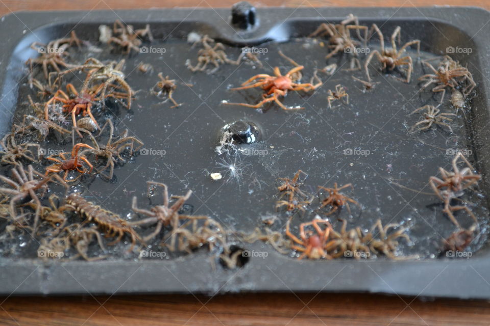 Spiders in Glue Trap