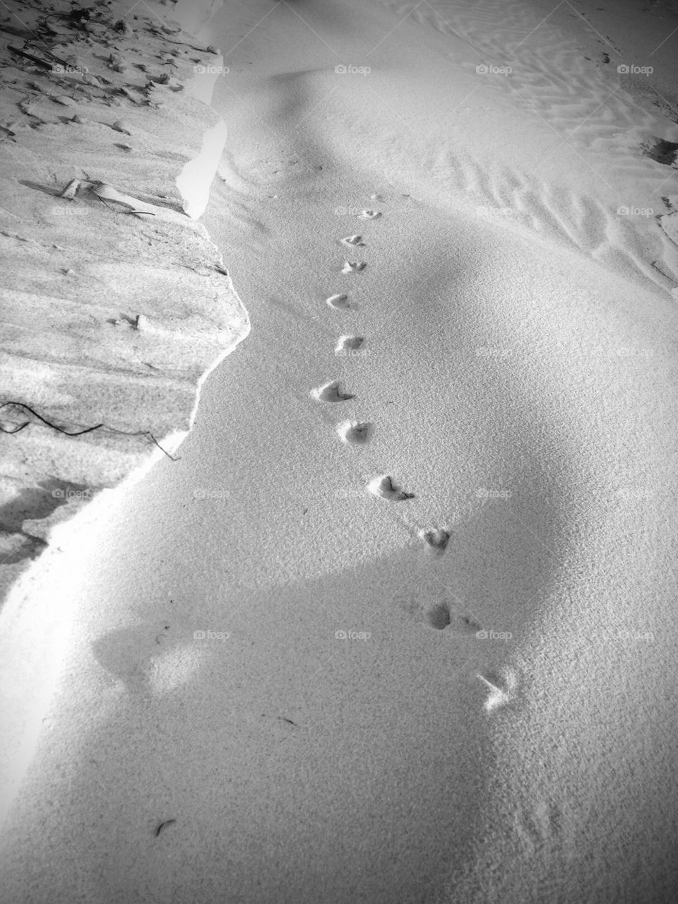 Bird tracks in the sand