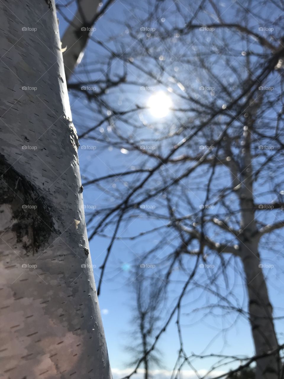Beautiful sun shining through birch tree branches
