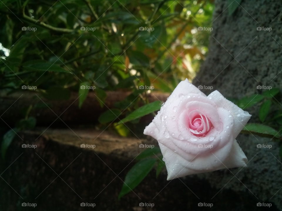 There is simply the rose; it is perfect in every moment of its existence.   
