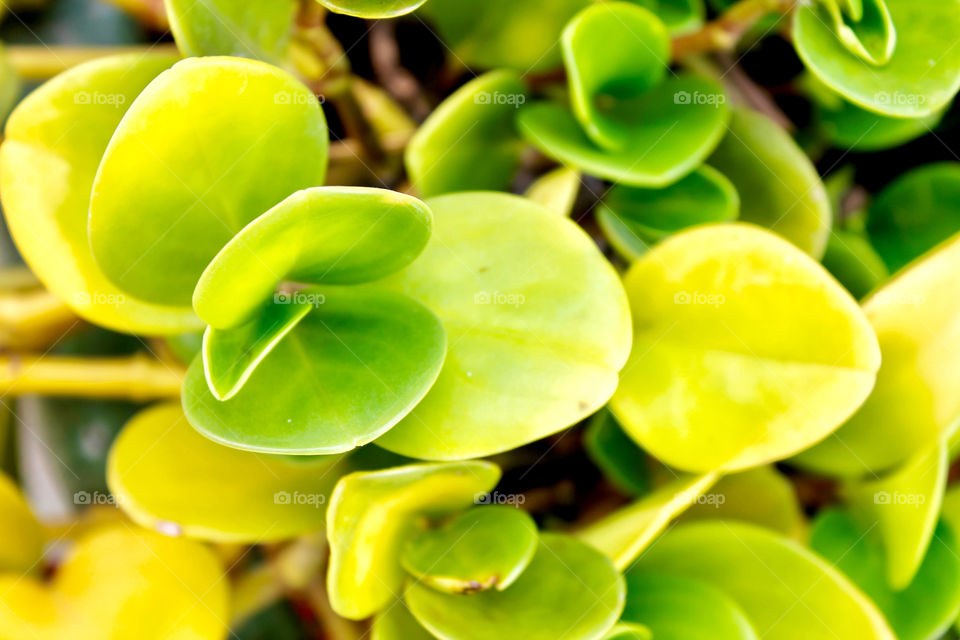 Succulent plant 🌱 in Indonesia. 
