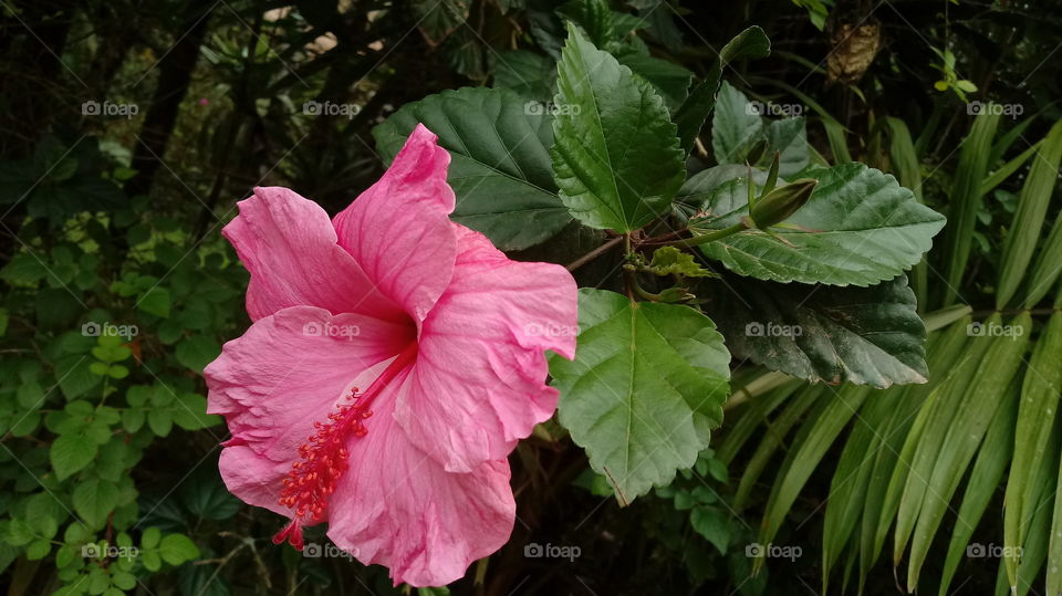 NATURE NATURAL NATUR GARDEN FLOWER HIBISCUS ROSA SINENSIS
