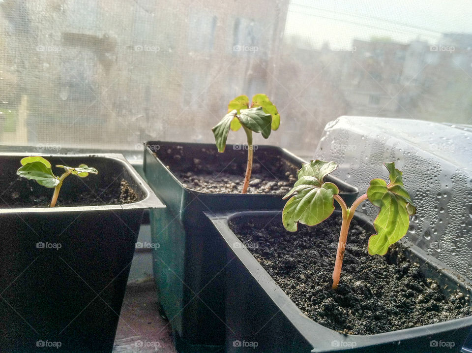 Baby morning glories
