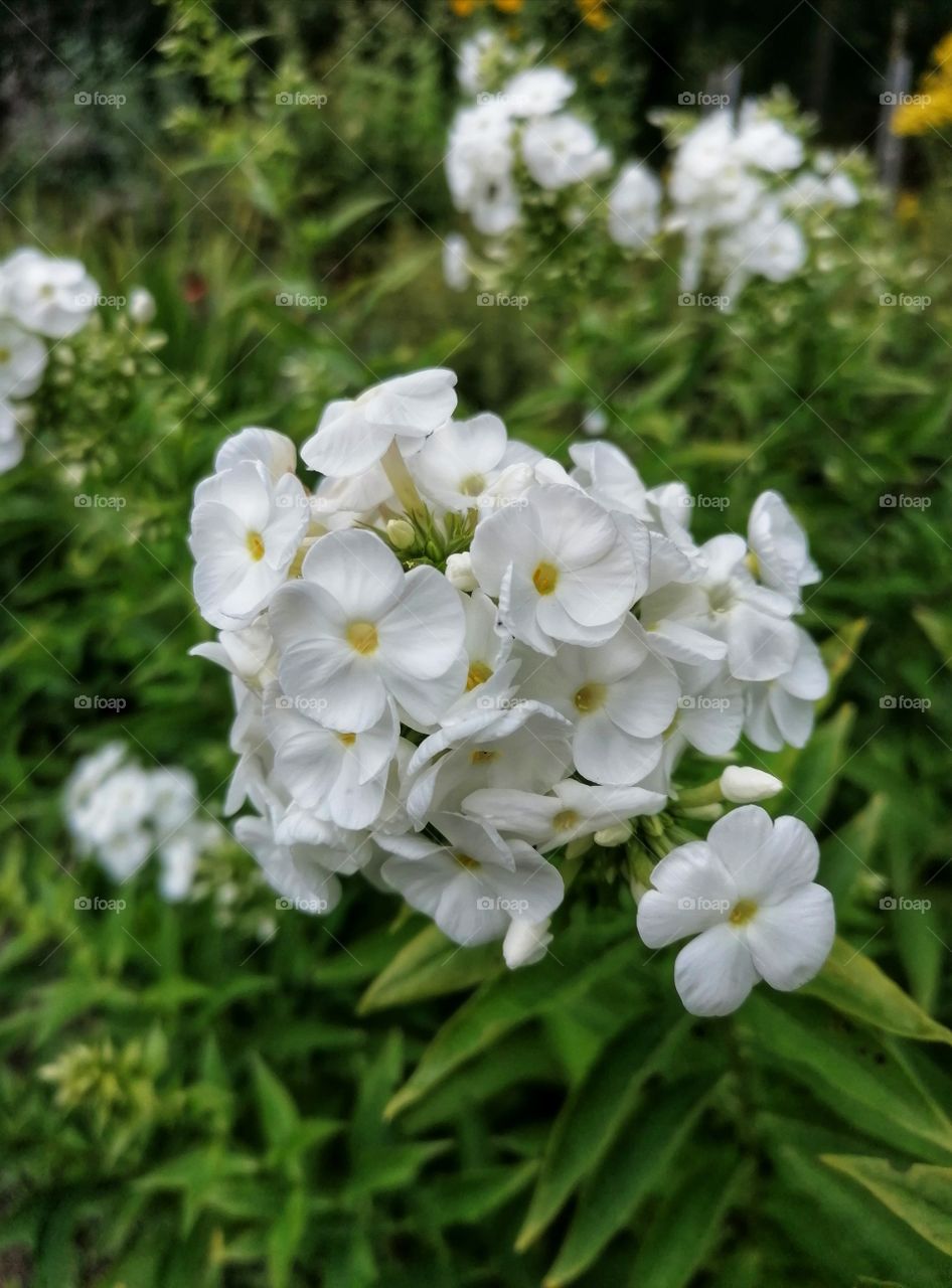 Beautiful summer flowers.