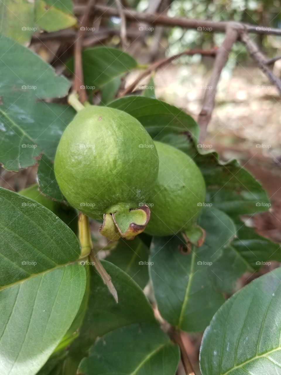 Guava tree.