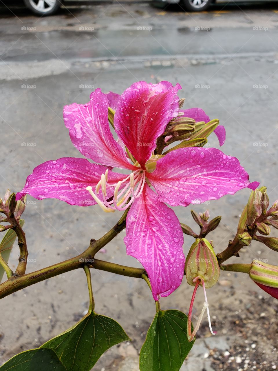 Single pink bloom in NOLA, Feb 2029