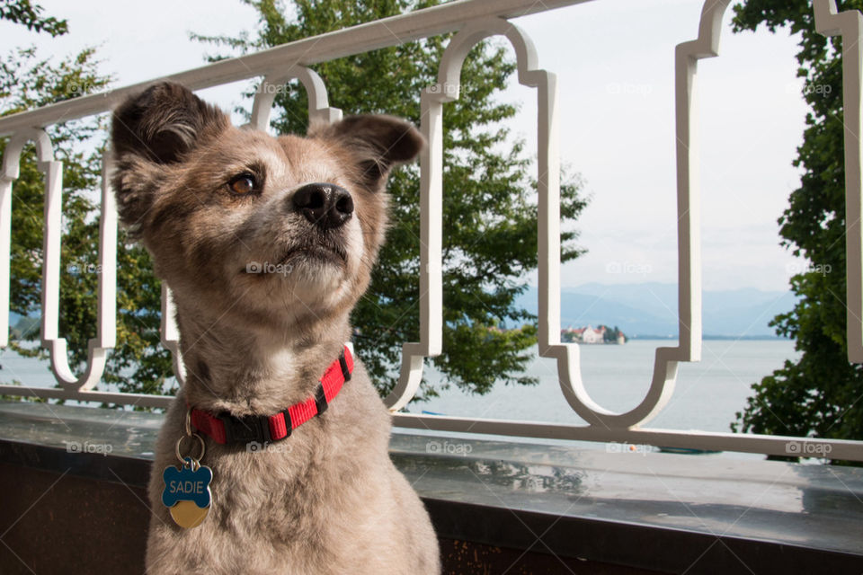 Dog on a hotel balcony 