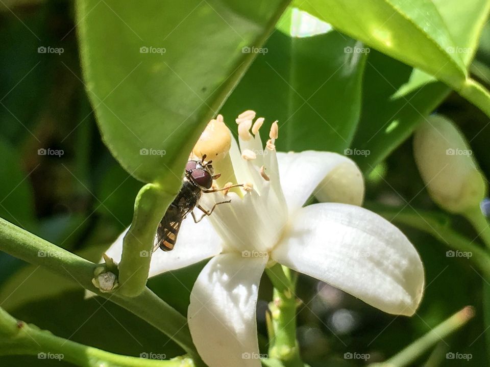 Australian honey bee on flower