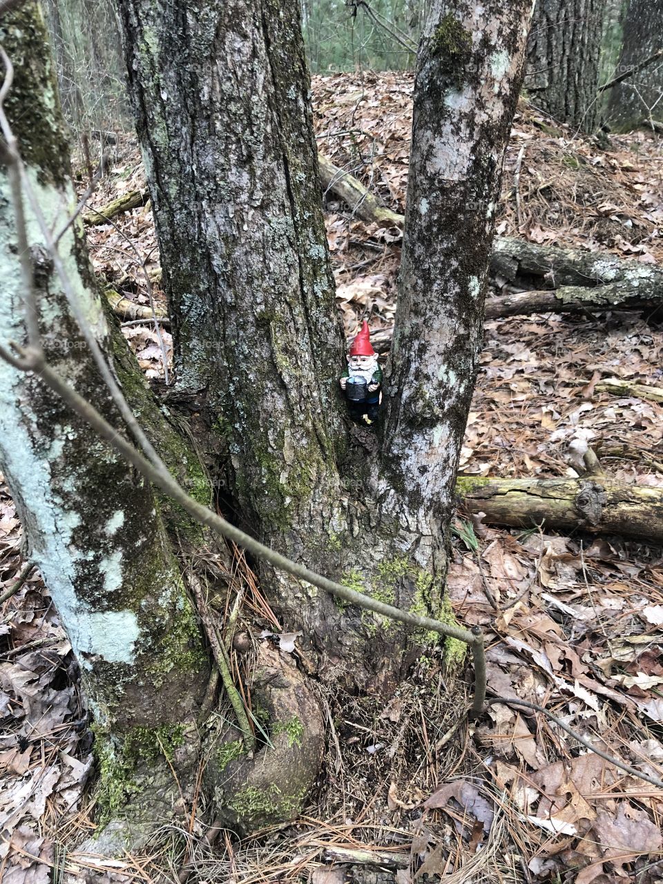 Forest spy 