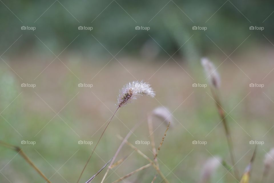 The other morning was cold with a misty rain; showing autumn is here. It’s so beautiful how the little rain drops collected across a field of Fountain grass. The sparkles the lighting created were magical.