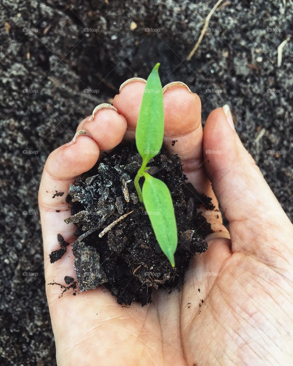 Baby sprout making its way to the big open ground! 