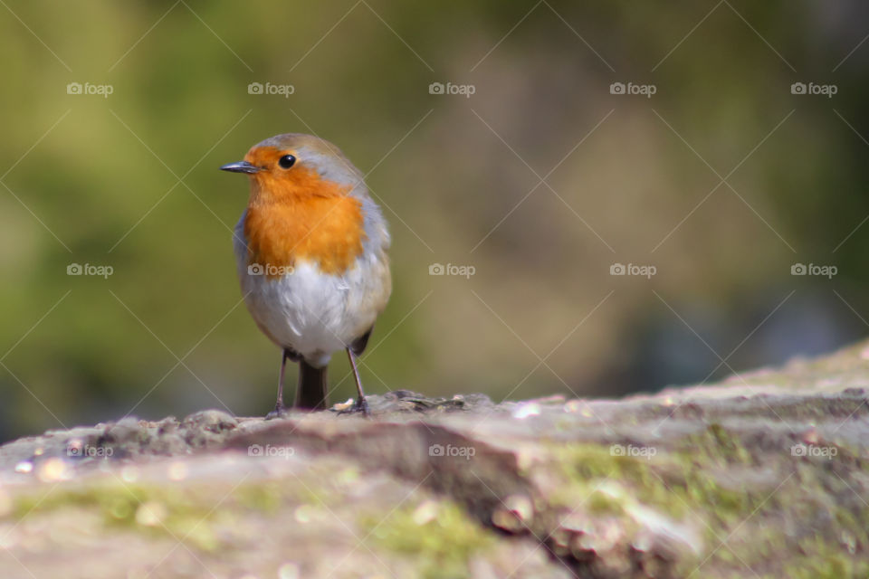 Robin