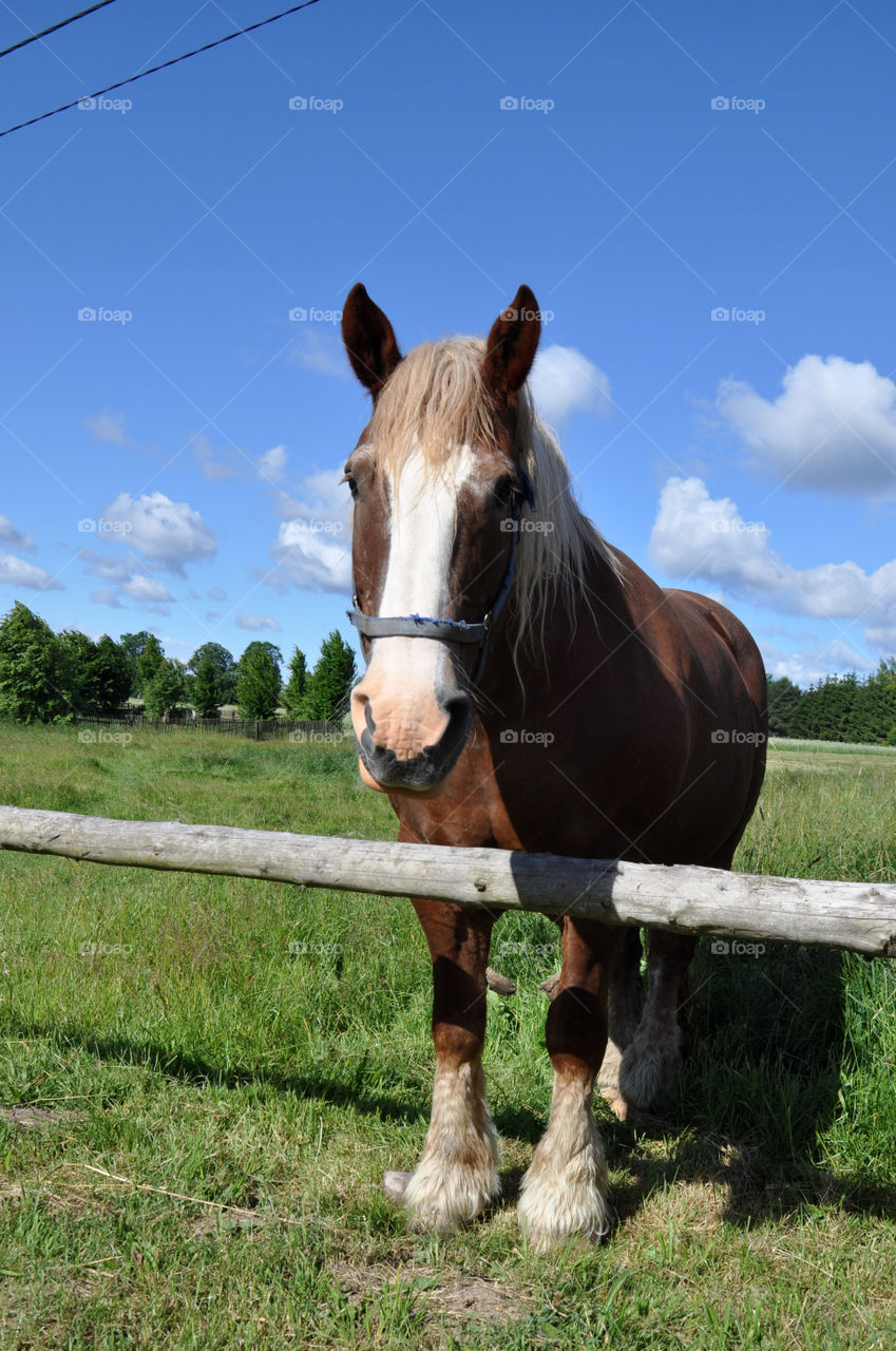 horse in the polish countryside