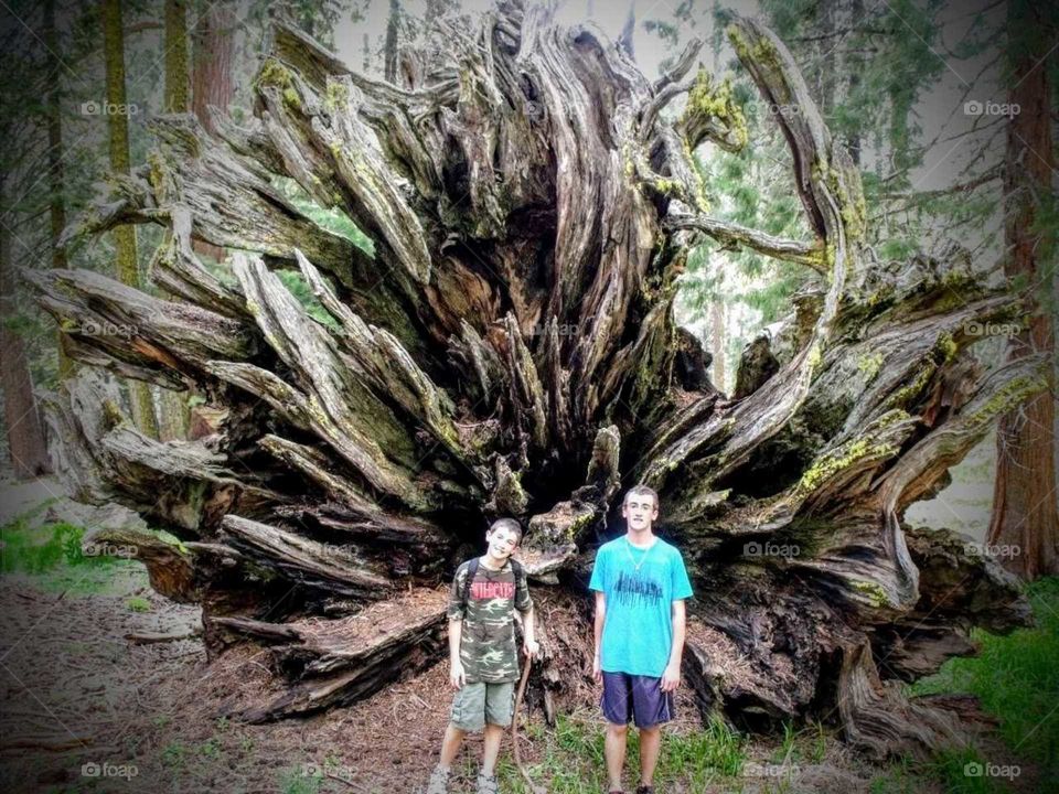 Giant Redwood tree