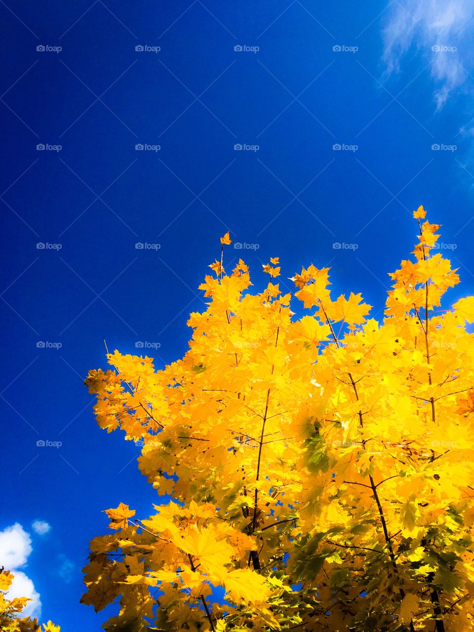 autumn tree and blue sky
