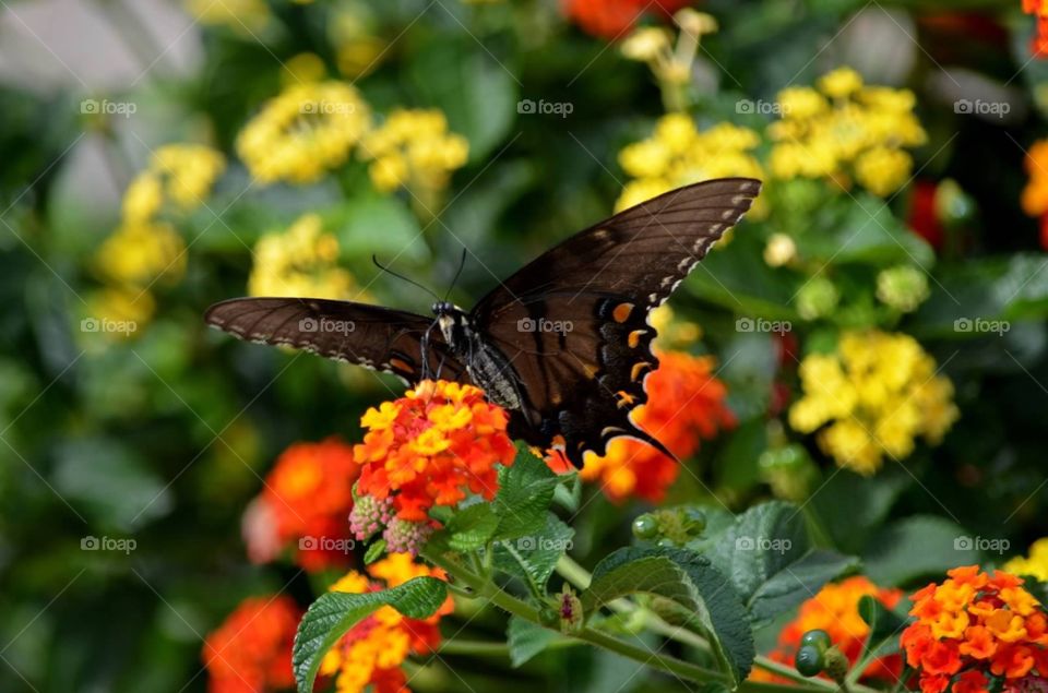 Swallowtail butterfly. Swallowtail butterfly on lantana flowers