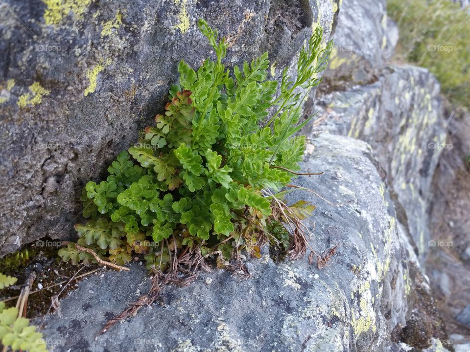 Nature, Flora, Stone, Rock, Leaf