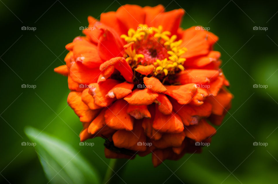Orange Flower