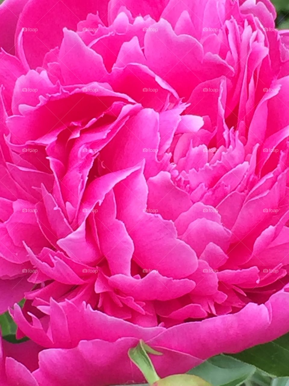 Peony 