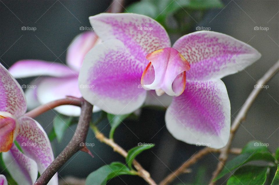 Orchid dream