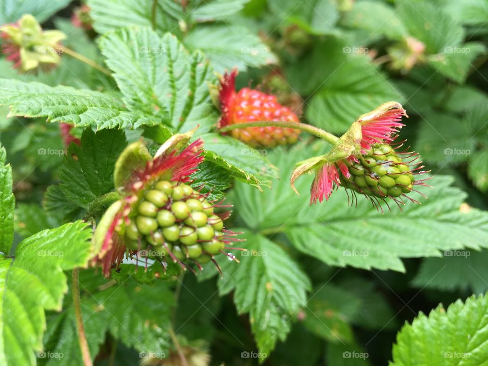 Salmonberry, Kodiak, Alaska 