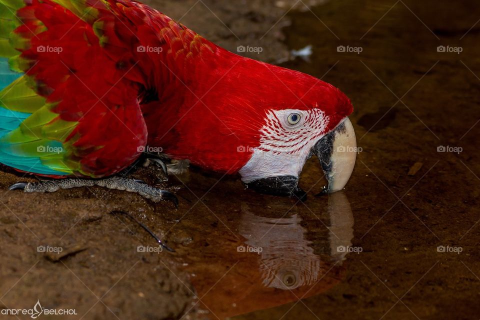 Macaw