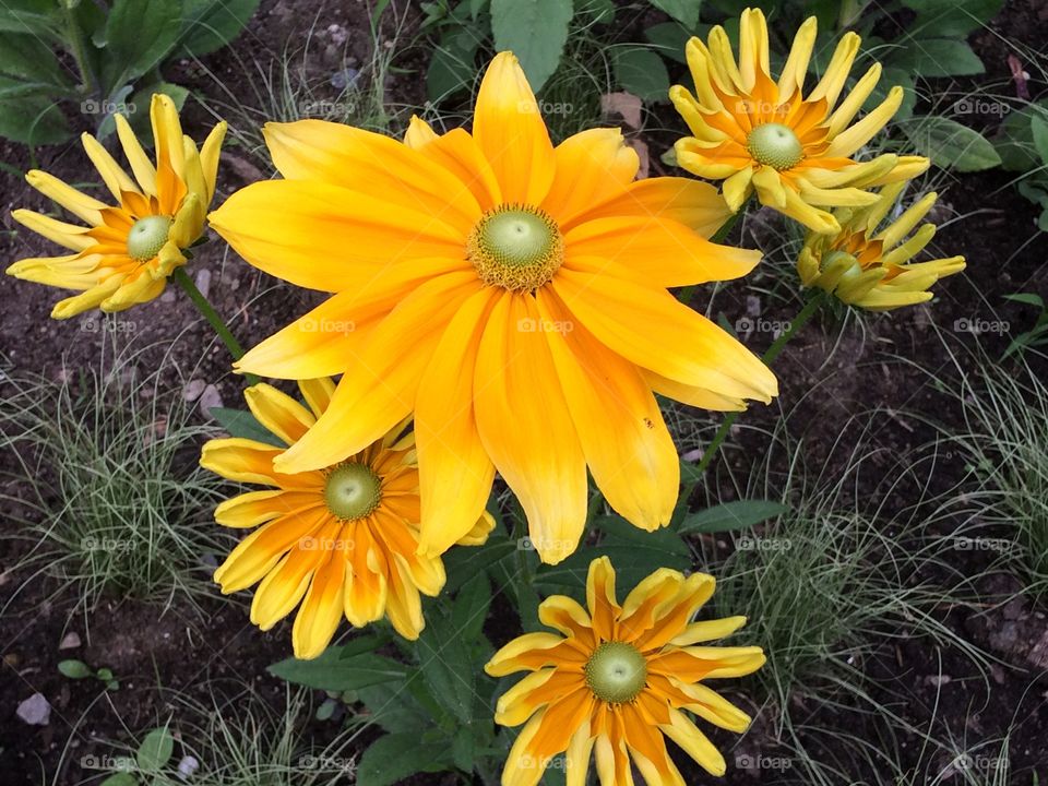 Yellow flowers 