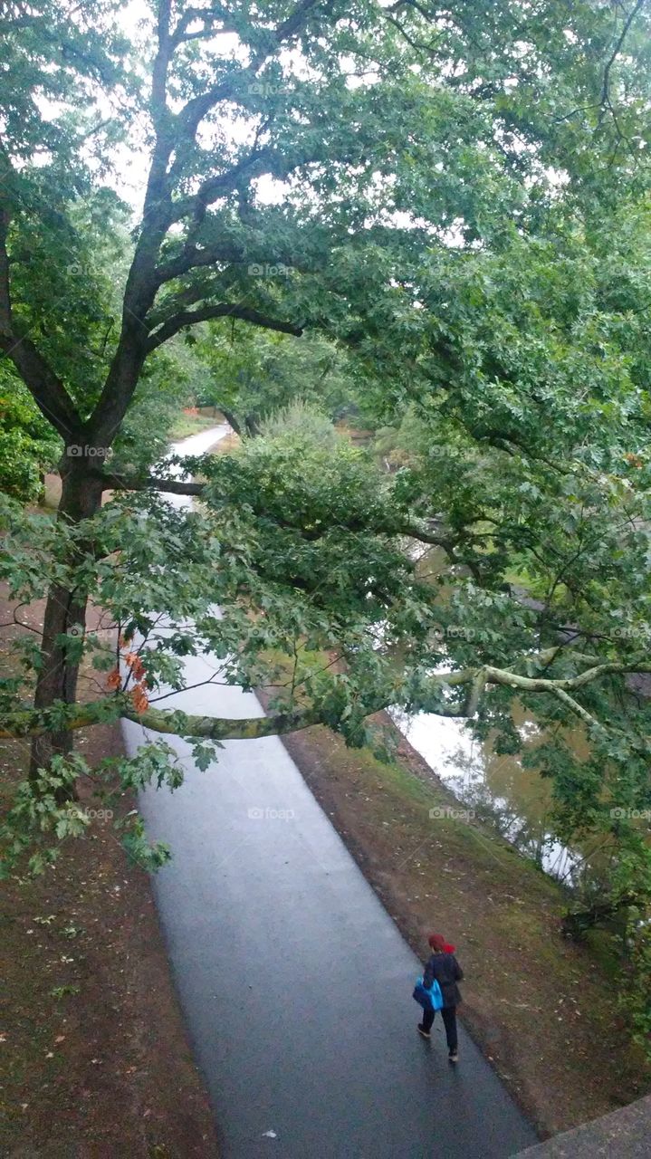 Tree, Landscape, Environment, No Person, Wood