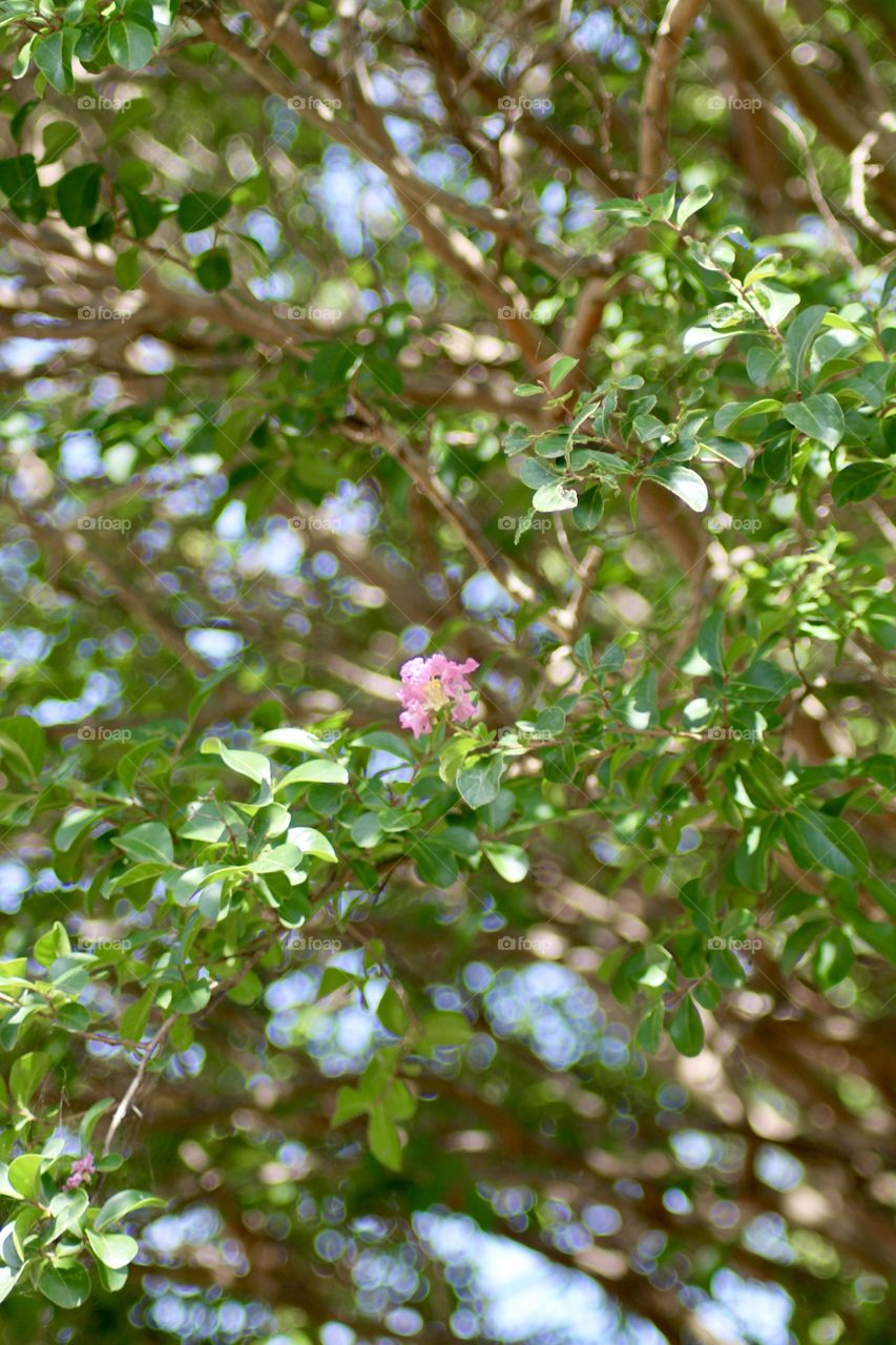 First Pink Crepe Myrtle Bloom