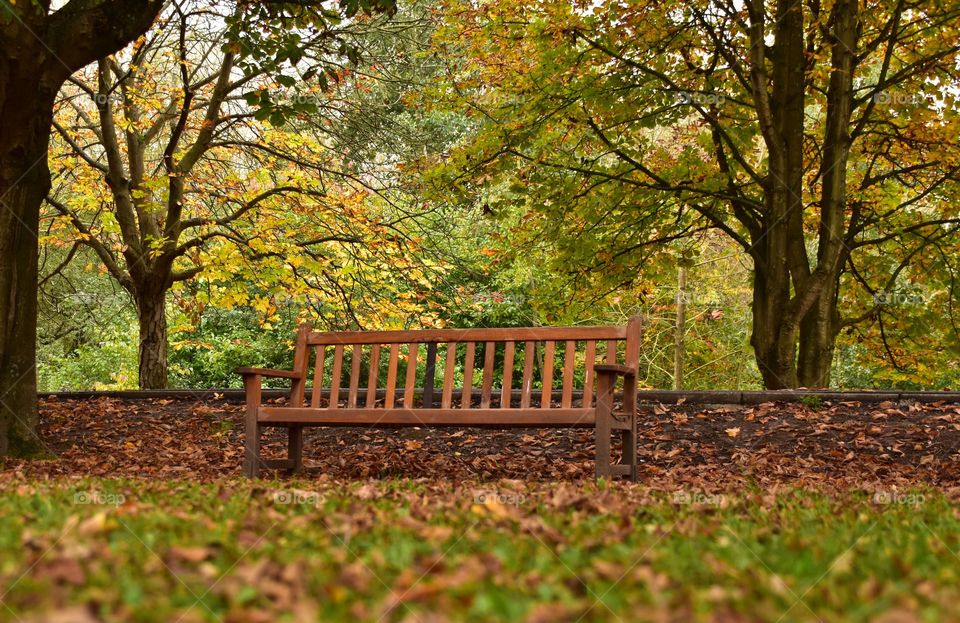 Bench in an autumn scene 