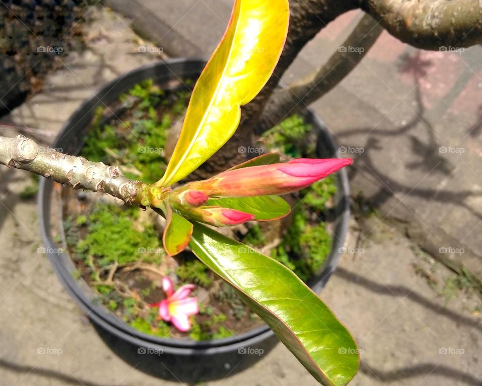 Flower buds on the park