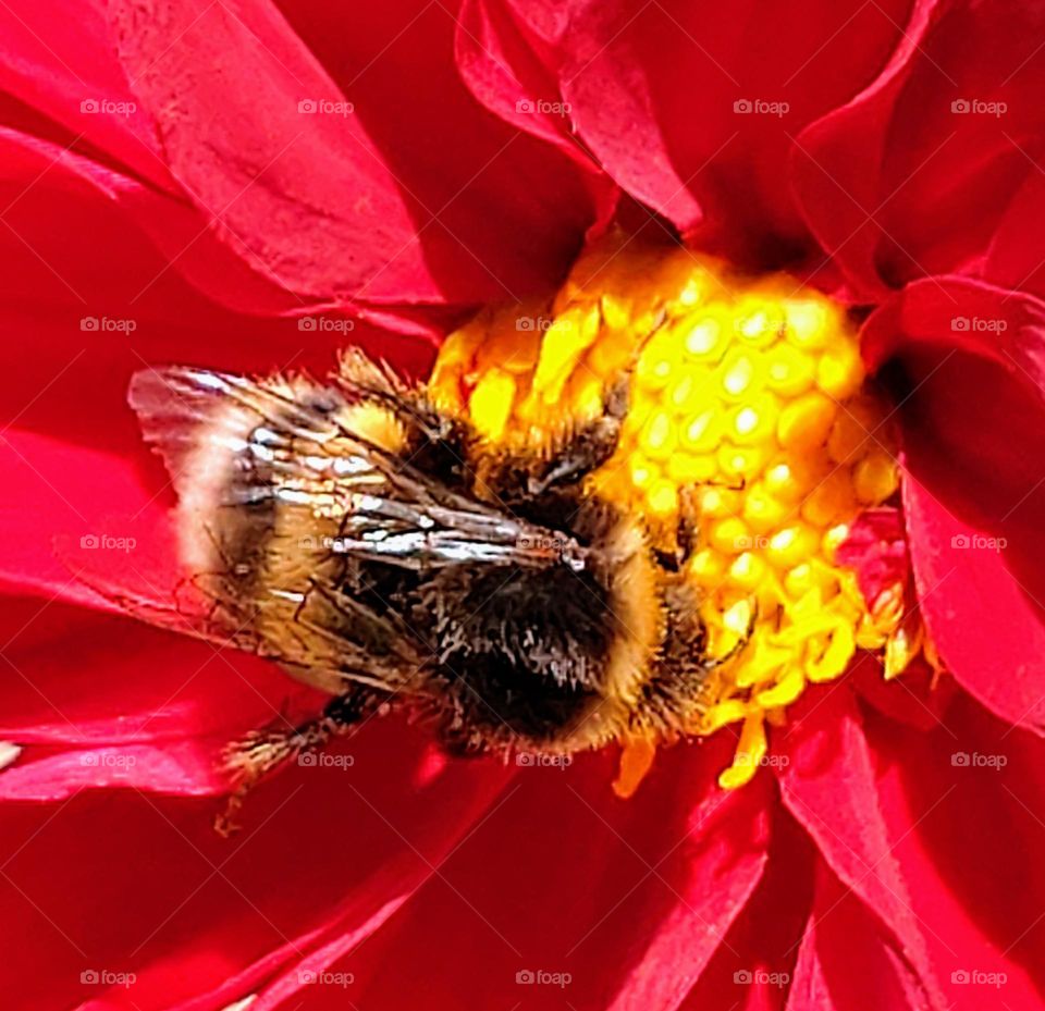 Bee and flower