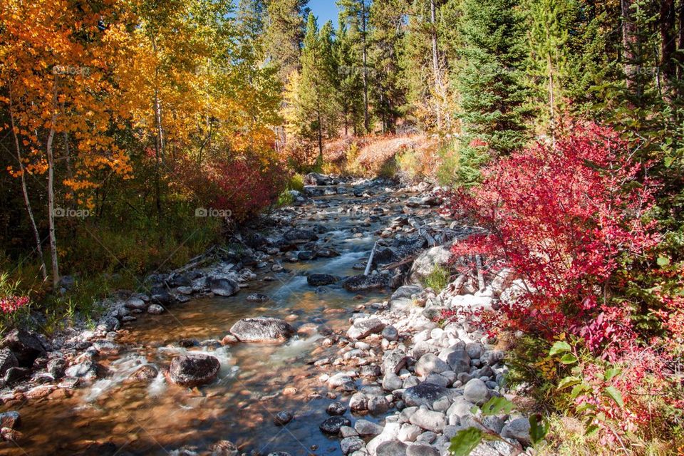 View of stream in autumn