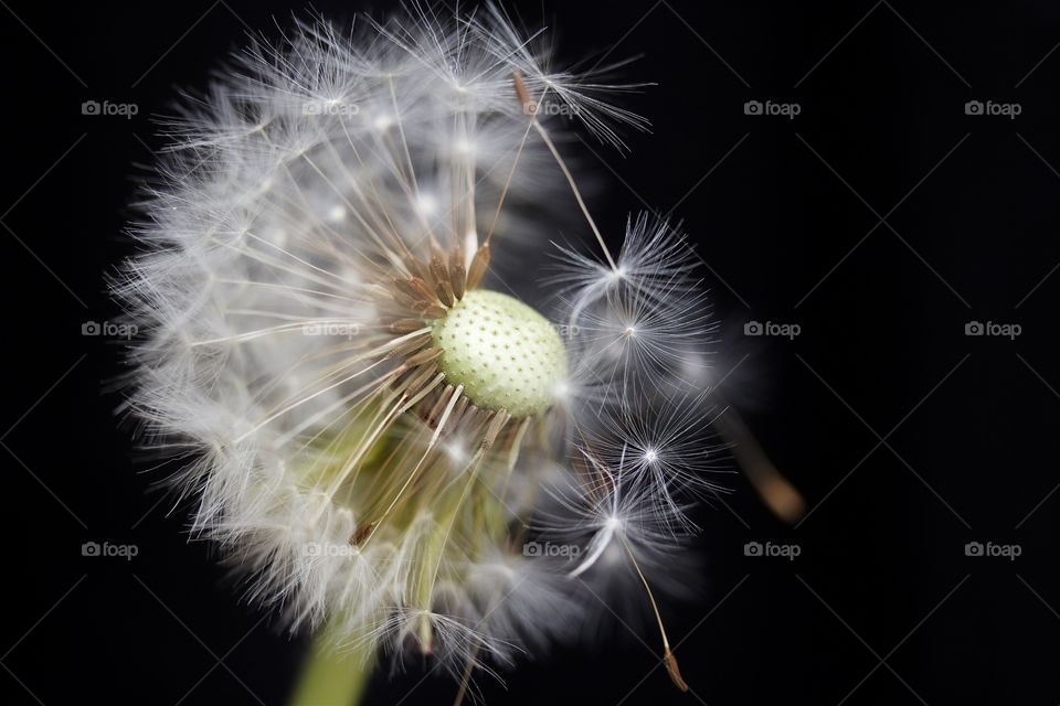 dried dandelions, macro of dandelion seeds