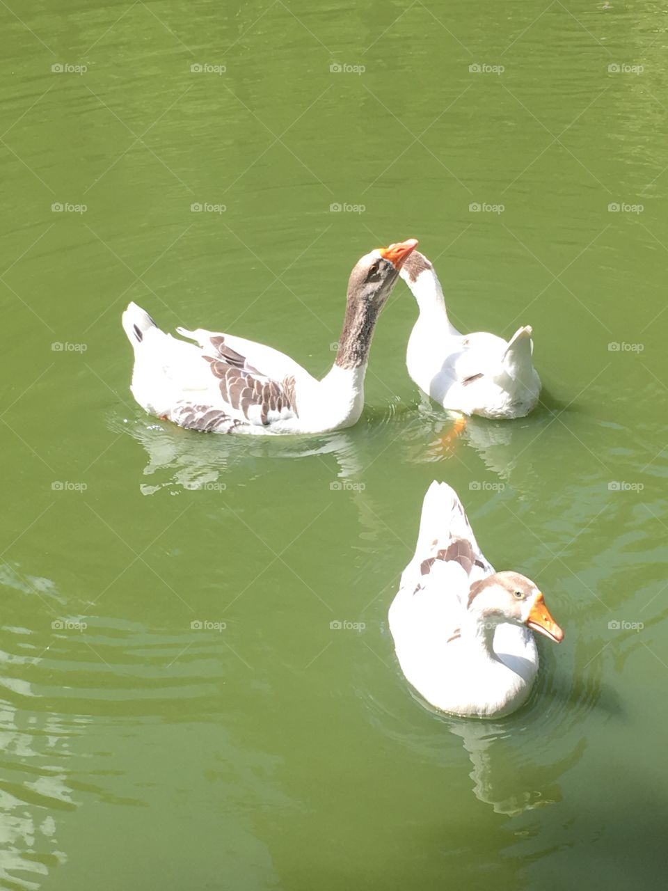 Os Gansos na Lagoa da Chácara Patury - a beleza da natureza em sua paz e tranquilidade. 