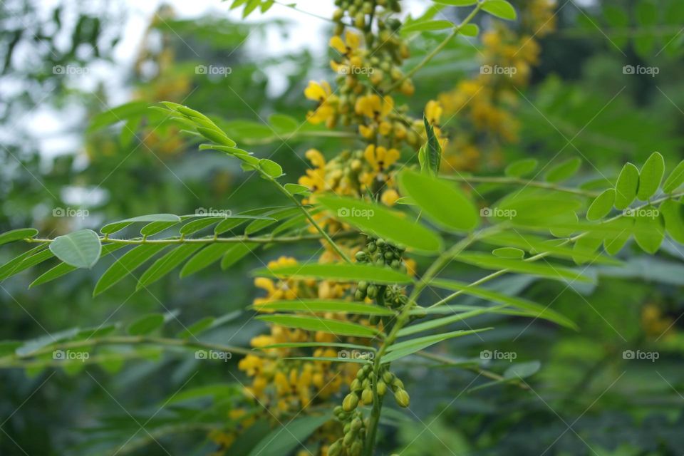Siamese cassia