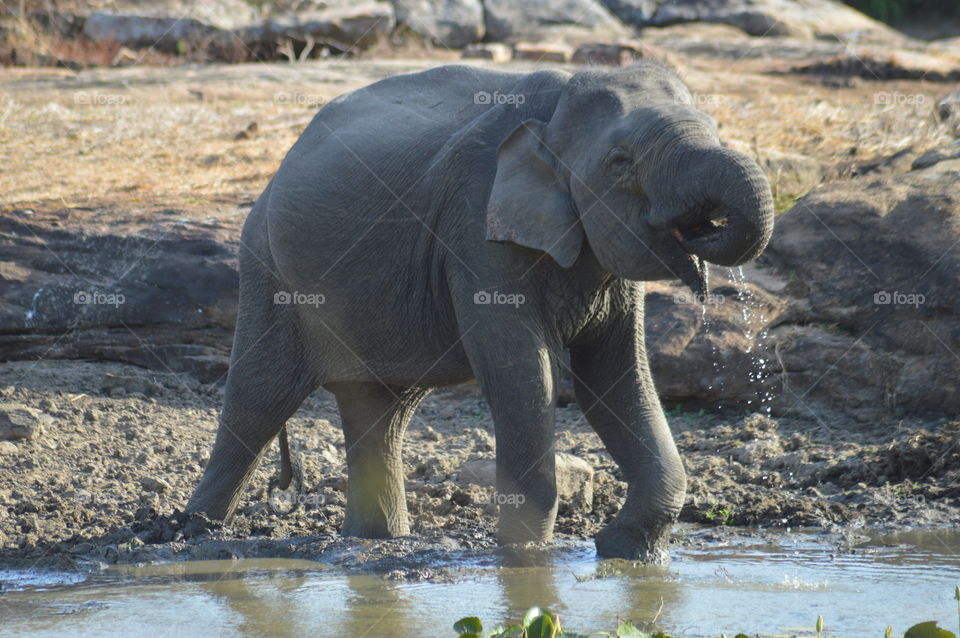 Yala national park 