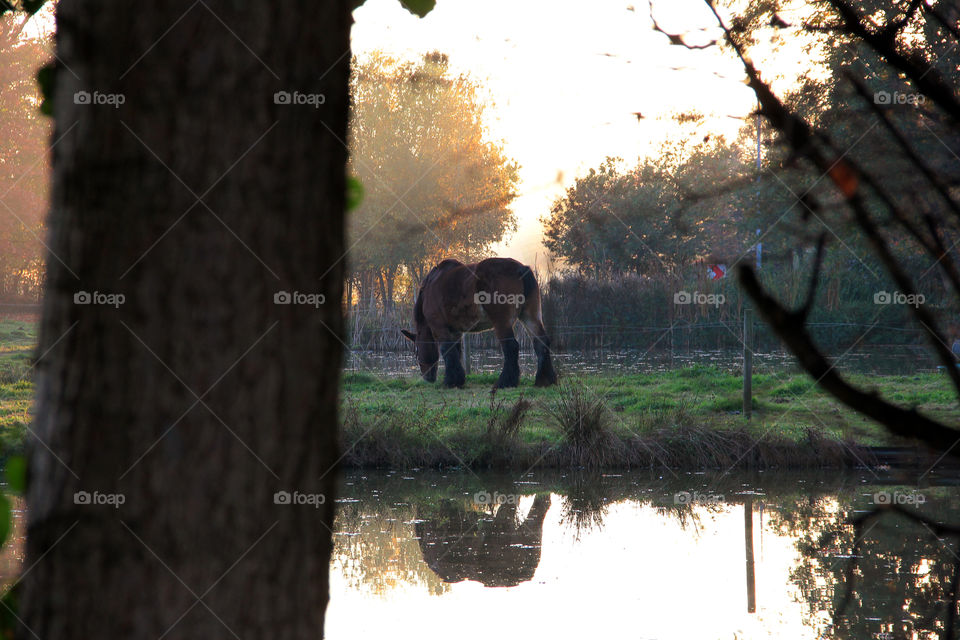 A horse at the waterside.