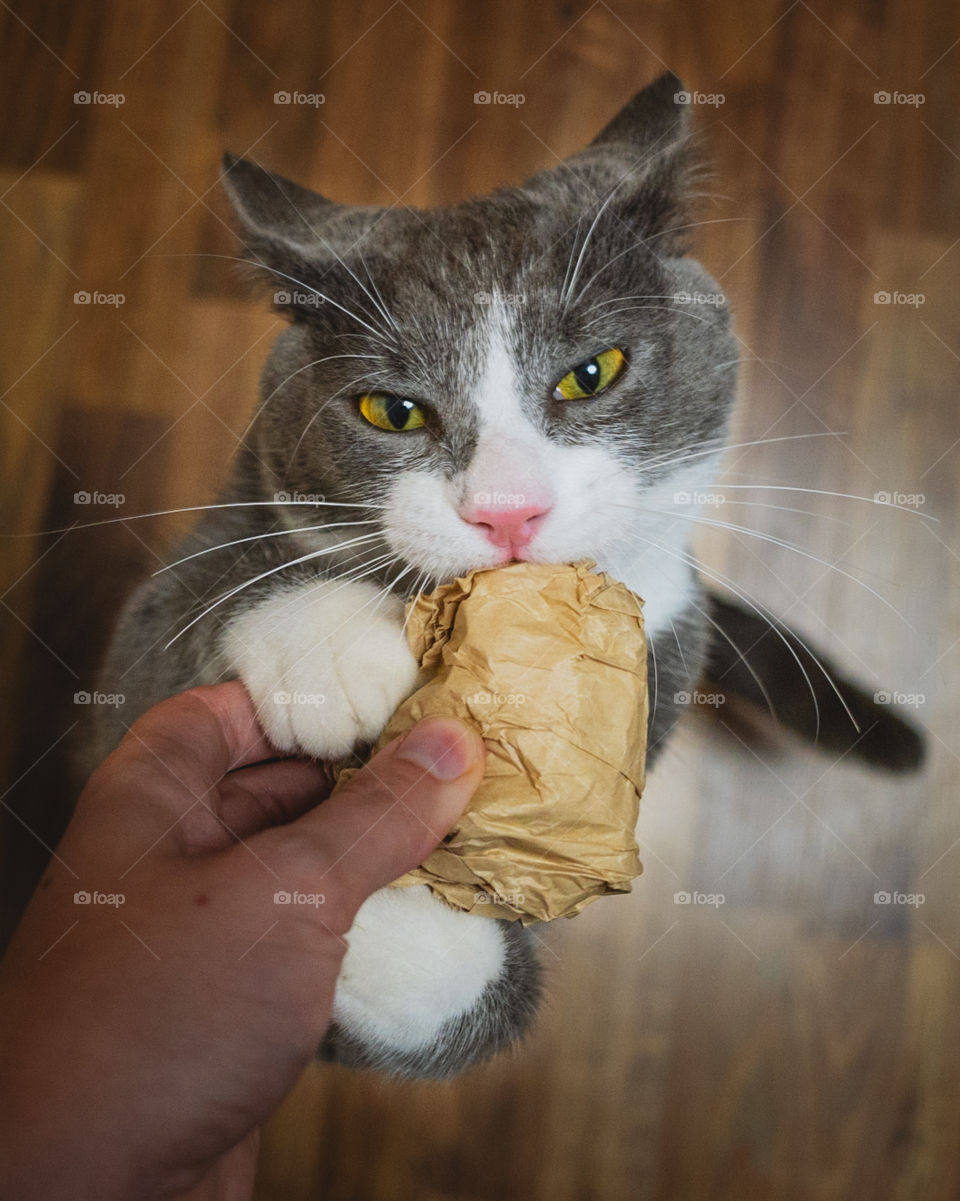 Is this my food? My toy?let me see.