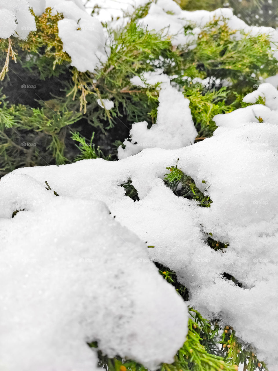 White snow lies on a conifer with a blurred background.