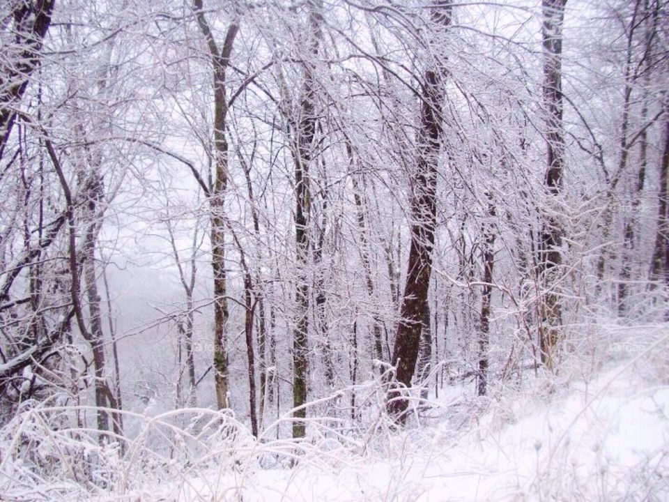 Snow trees